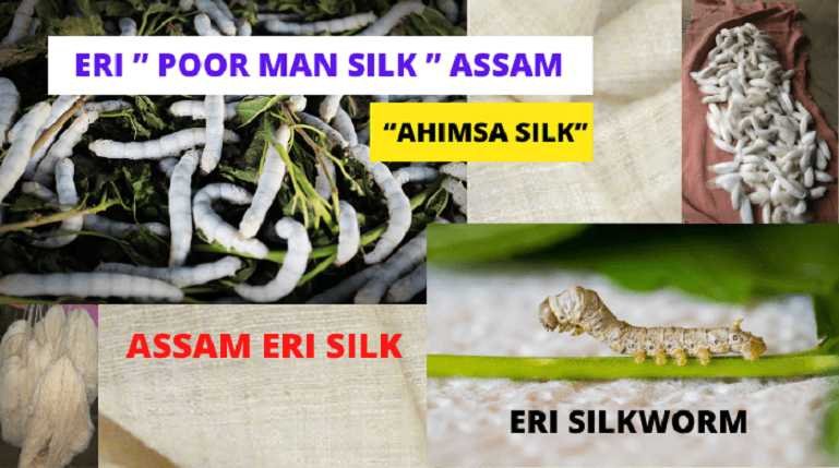 Assam Eri Silk Poor Man Silk Ahimsa Silk Assam Gamosa